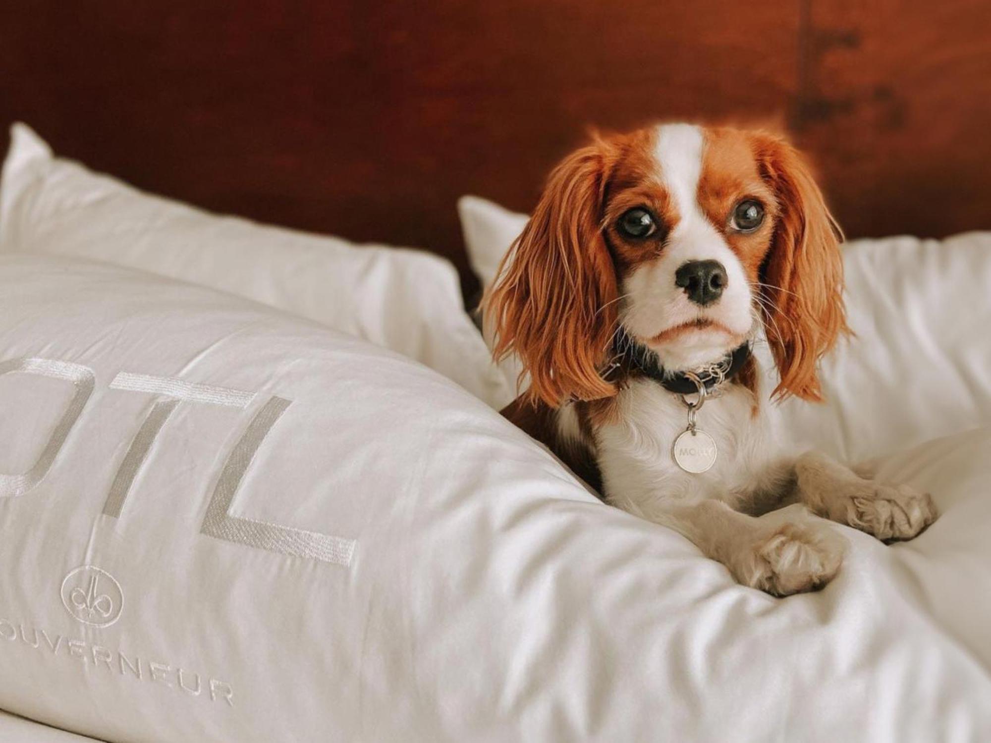Otl Gouverneur Saguenay Exterior photo A dog on a bed